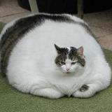 Аватарка канала Мемы | Видео | Юмор