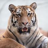 Аватарка канала TIGER ( Calling 📞 )