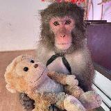 Аватарка канала Monkeys Gifs/stickers