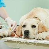 Аватарка канала Чилонзор Ветеринария