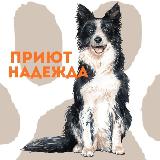 Аватарка канала Приют Надежда )