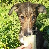 Аватарка канала Приют для бездомных животных "Щенячий Ангел" PuppyAngel911 🐶