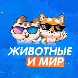 Аватарка канала Мир и Животные