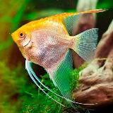 Аватарка канала Говорящая рыбка с Гедройца