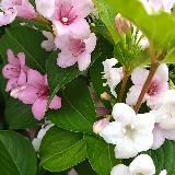 Аватарка канала Мусульманка рассказывает...