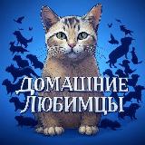 Аватарка канала Домашние Любимцы