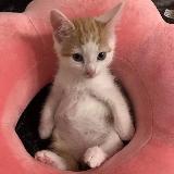 Аватарка канала Опросы доминикича