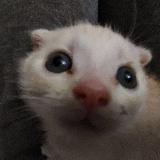 Аватарка канала premium эмодзи