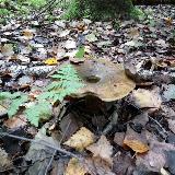 Аватарка канала ТИХАЯ ОХОТА (mushroom hunting)