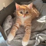 Аватарка канала Язычки | обои | темы тг