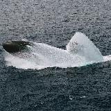 Аватарка канала Вестник подводных сил