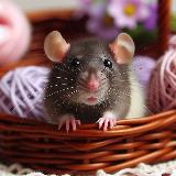 Аватарка канала Подслушано Омск COSPLAY