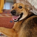 Аватарка канала Помогаем Животным