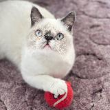 Аватарка канала Потеряшки и найденные в Яблоновском