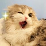 Аватарка канала Бляцкие коты