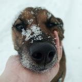 Аватарка канала Деревенский пёс 🥷