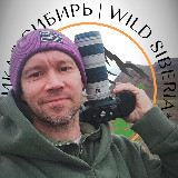 Аватарка канала Дикая Сибирь | Wild Siberia