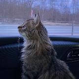 Аватарка канала Екатерина Миланова, друзья и котики🐱