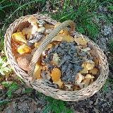 Аватарка канала Биосфера Денис Тихая охота грибы