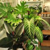 Аватарка канала svetlota продажная 🌱🪴🌵🍀🌿☘🍃