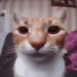 Аватарка канала КРУГЛЯШИКИ