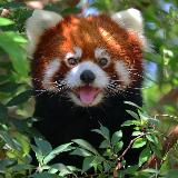 Аватарка канала КОМБО от ПАНДЫ