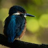 Аватарка канала Дикий фотограф