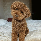 Аватарка канала Пушистый бум! 💥