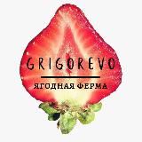 Аватарка канала ГРИГОРЕВО 🍓ягодная ферма