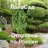 Аватарка канала 🌹🌲ЛАНАСАД🌳🌺