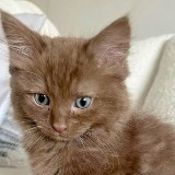 Аватарка канала "lunvix | темки и стикеры"