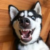 Аватарка канала ВИДЕО ПРИКОЛЫ С ЖИВОТНЫМИ 😂