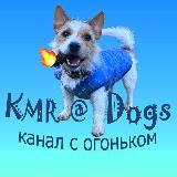 Аватарка канала KMR@Dogs🐶