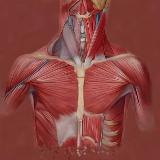 Аватарка канала Наше тело