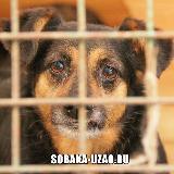 Аватарка канала Приют Щербинка SOBAKAUZAO