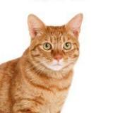 Аватарка канала PWGood