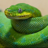 Аватарка канала Разъяснивший Python