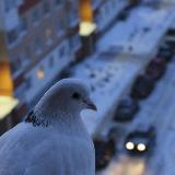 Аватарка канала Ключи от Новгорода