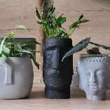 Аватарка канала 🍂🍃Plants_fans 🍂🍃| Комнатные растения