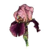 Аватарка канала @kat_kazakova_art - цветы, акварель и графика