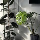 Аватарка канала House of plants 🪴 Дом растений