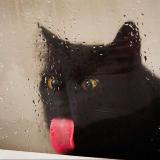 Аватарка канала gif/stickers - 'neisy’