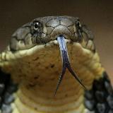 Аватарка канала дикая природа и животные