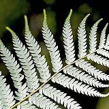 Аватарка канала Новости Новой Зеландии