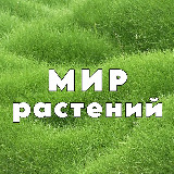 Аватарка канала "Мир Растений 🌳 дача"