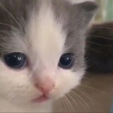 Аватарка канала не вешай носик котёночек