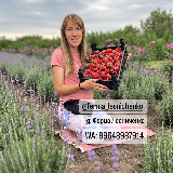 Аватарка канала Ферма Лесниченко 🍓Выращивание клубники, саженцы 🌱