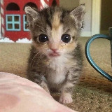 Аватарка канала Добрые мемы