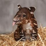 Аватарка канала El canal del Tapir