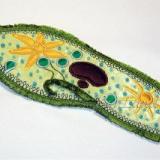 Аватарка канала Инфузория Туфелька